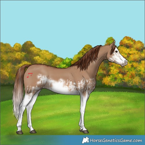 Horse Color:Red Dun Splash  and Red Dun Splash Frame 