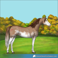 Horse Color:Red Dun Splash  and Red Dun Splash Frame