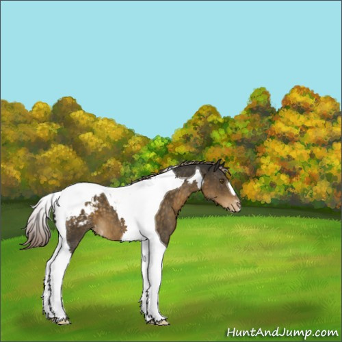 Horse Color:Chocolate Palomino Tobiano Appaloosa 