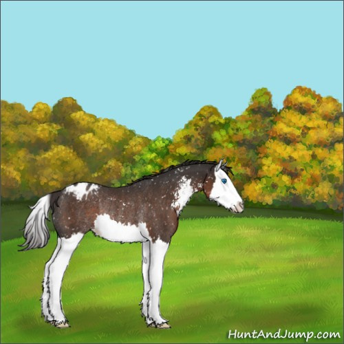Horse Color:Liver Chestnut Sabino Splash Appaloosa Rabicano 