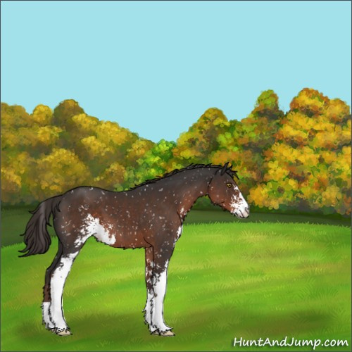 Horse Color:Liver Chestnut Sabino Appaloosa 