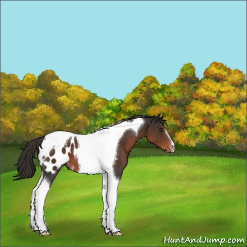 Horse Color:Liver Chestnut Tobiano Appaloosa 