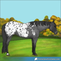Horse Color:Blue Roan Appaloosa 