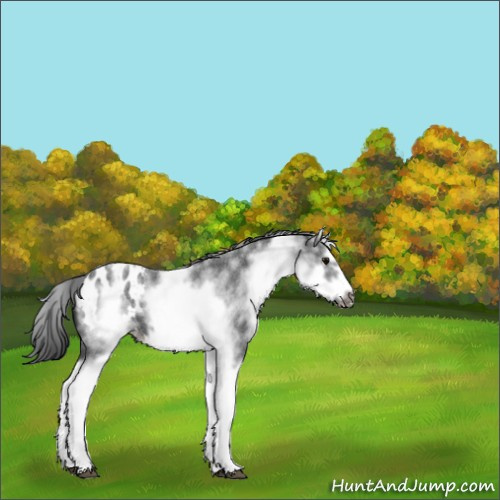 Horse Color:White Spotted Blue Roan Splash Frame Appaloosa 