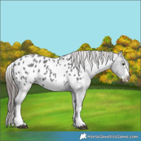 Horse Color:White Spotted Blue Roan Splash Frame Appaloosa 