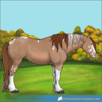 Horse Color:Red Dun Splash  and Red Dun Splash Tobiano 