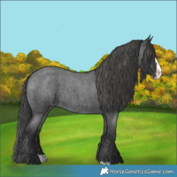 Horse Color:Blue Roan Splash Appaloosa 