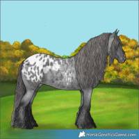 Horse Color:Blue Roan Appaloosa 