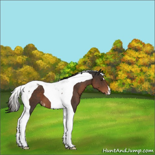 Horse Color:Liver Chestnut Tobiano Appaloosa 