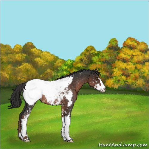 Horse Color:Liver Chestnut Sabino Appaloosa Rabicano 