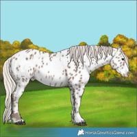 Horse Color:White Spotted Silver Black Appaloosa Rabicano 