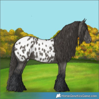 Horse Color:Grullo Appaloosa 