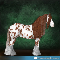 Horse Color:Chestnut Splash Appaloosa 