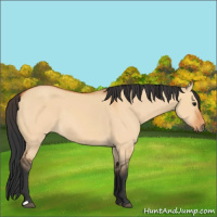Horse Color:Bay Dun 