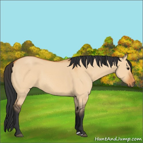 Horse Color:Bay Dun 