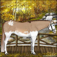 Horse Color:Red Dun Splash  and Red Dun Splash Appaloosa 
