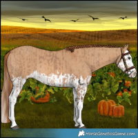 Horse Color:Red Dun Splash  and Red Dun Splash 