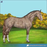 Horse Color:Liver Red Dun Splash  and Liver Red Dun Splash 
