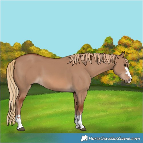 Horse Color:Unknown 