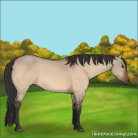 Horse Color:Bay Dun