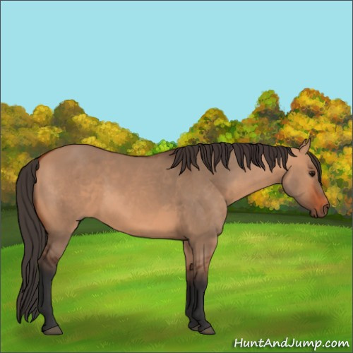 Horse Color:Bay Dun 