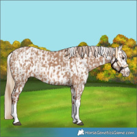 Horse Color:Red Dun Splash and Red Dun Splash Appaloosa