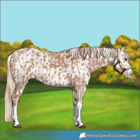 Horse Color:Red Dun Splash  and Red Dun Splash Appaloosa 