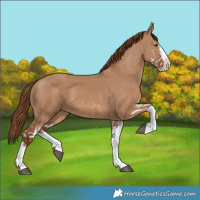 Horse Color:Red Dun Splash and Red Dun Splash