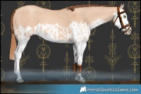 Horse Color:Gold Champagne Dun Splash and Gold Champagne Dun Splash