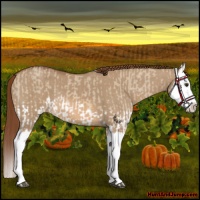 Horse Color:Red Dun Splash  and Red Dun Splash 