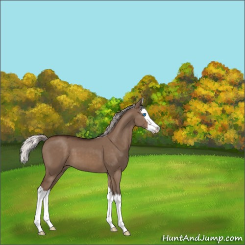 Horse Color:Silver Brown Dun Sabino Splash 
