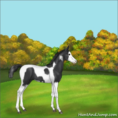 Horse Color:Black Sabino Splash Tobiano 