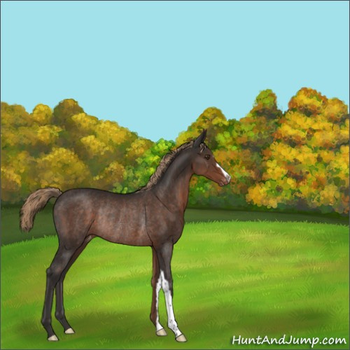 Horse Color:Liver Chestnut Appaloosa Rabicano 