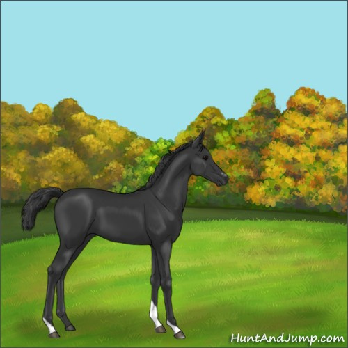 Horse Color:Black Sabino Tobiano 
