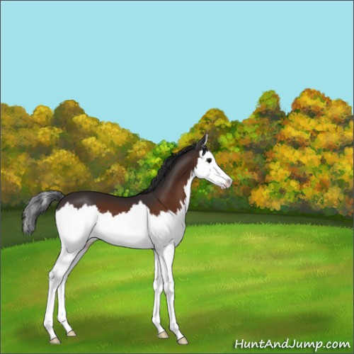 Horse Color:Brown Splash 