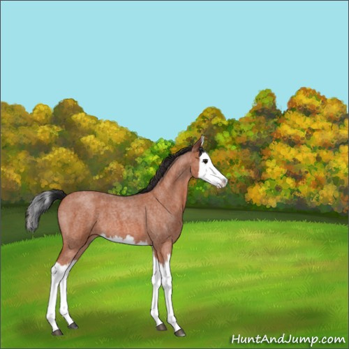 Horse Color:Bay Roan Splash 