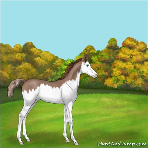 Horse Color:Red Roan Splash 