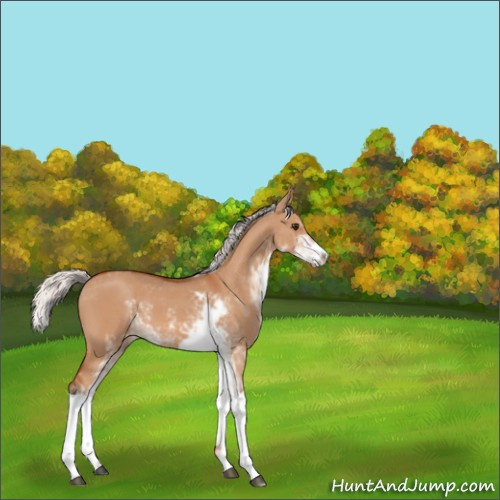 Horse Color:Silver Brown Dun Sabino 