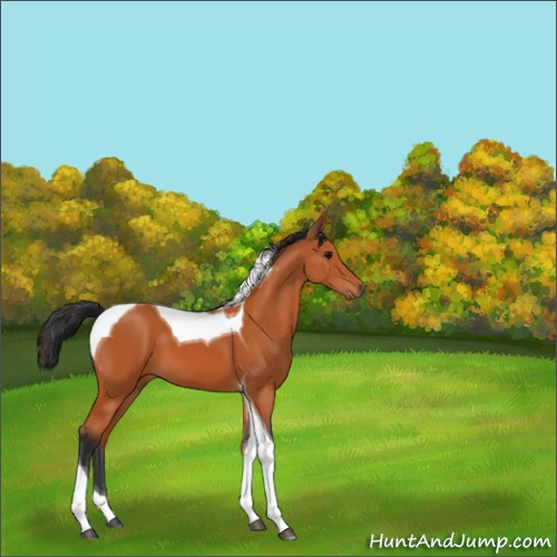 Horse Color:Bay Tobiano 