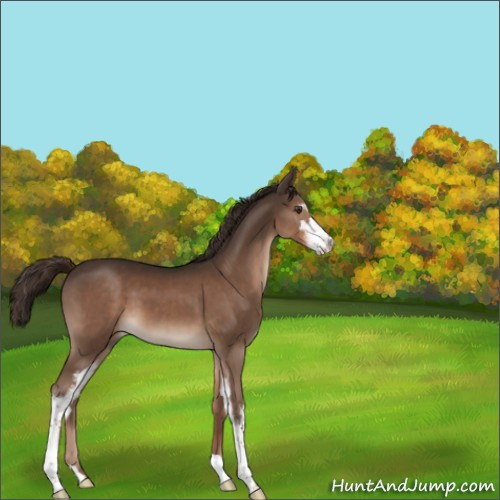 Horse Color:Liver Chestnut Sabino 