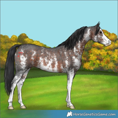 Horse Color:Brown Sabino 