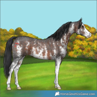 Horse Color:Brown Sabino 