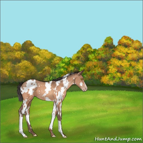Horse Color:White Spotted Amber Champagne 