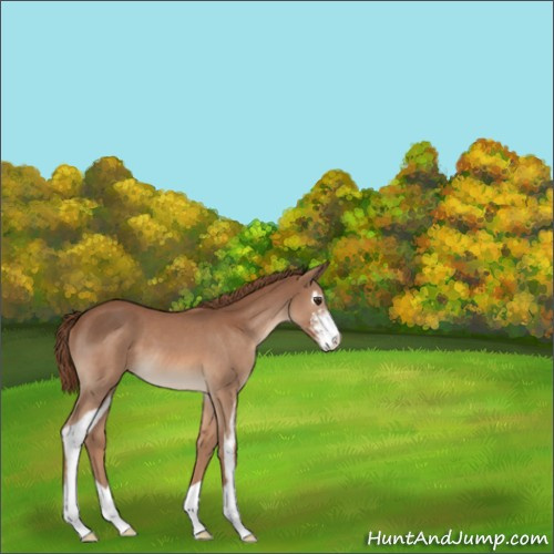 Horse Color:Red Roan Sabino 