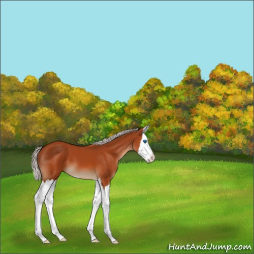 Horse Color:Silver Bay Sabino Splash 