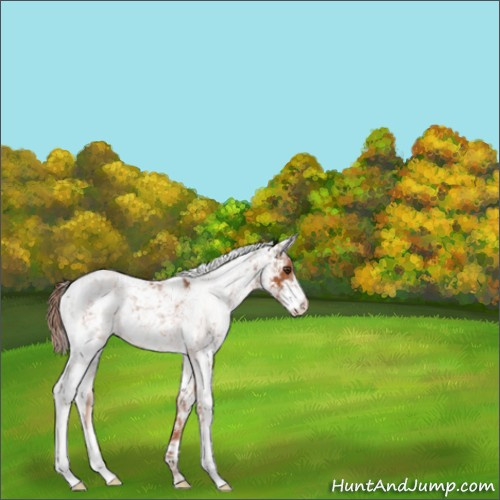Horse Color:Chestnut Sabino 