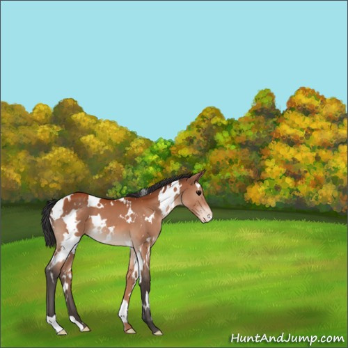 Horse Color:White Spotted Bay Appaloosa 