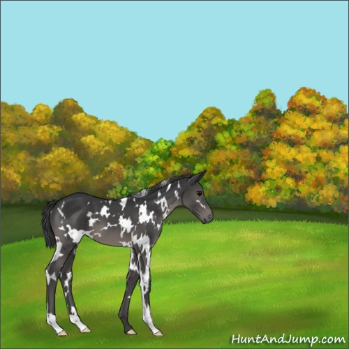 Horse Color:White Spotted Black 