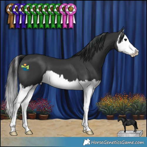 Horse Color:Black Splash 