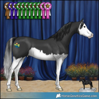 Horse Color:Black Splash 